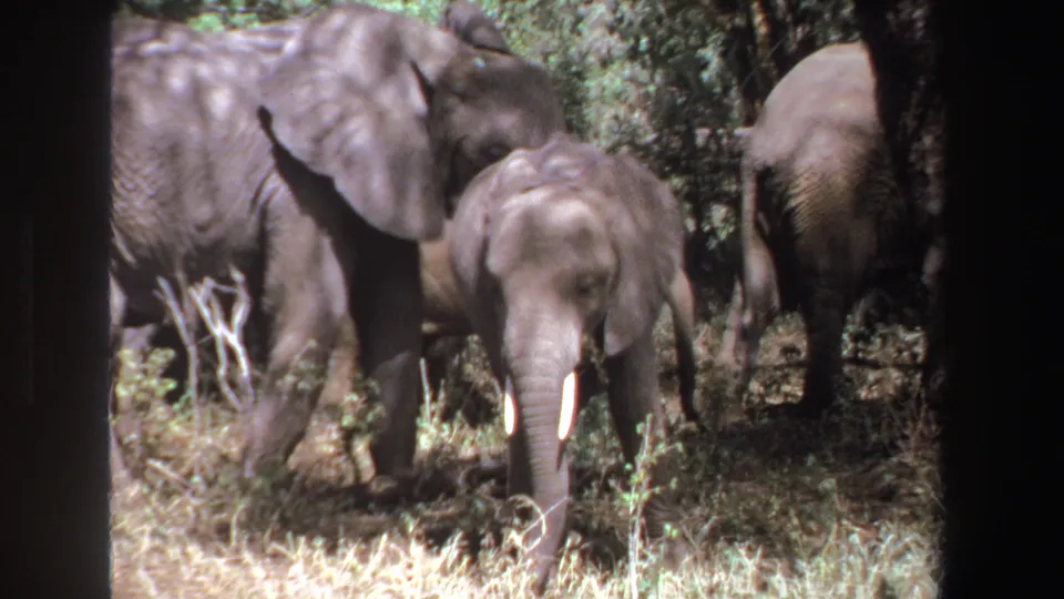 1969 South Africa 8mm frame showing the young elephant in a clearing, framed by adult elephants and scrub vegetation.