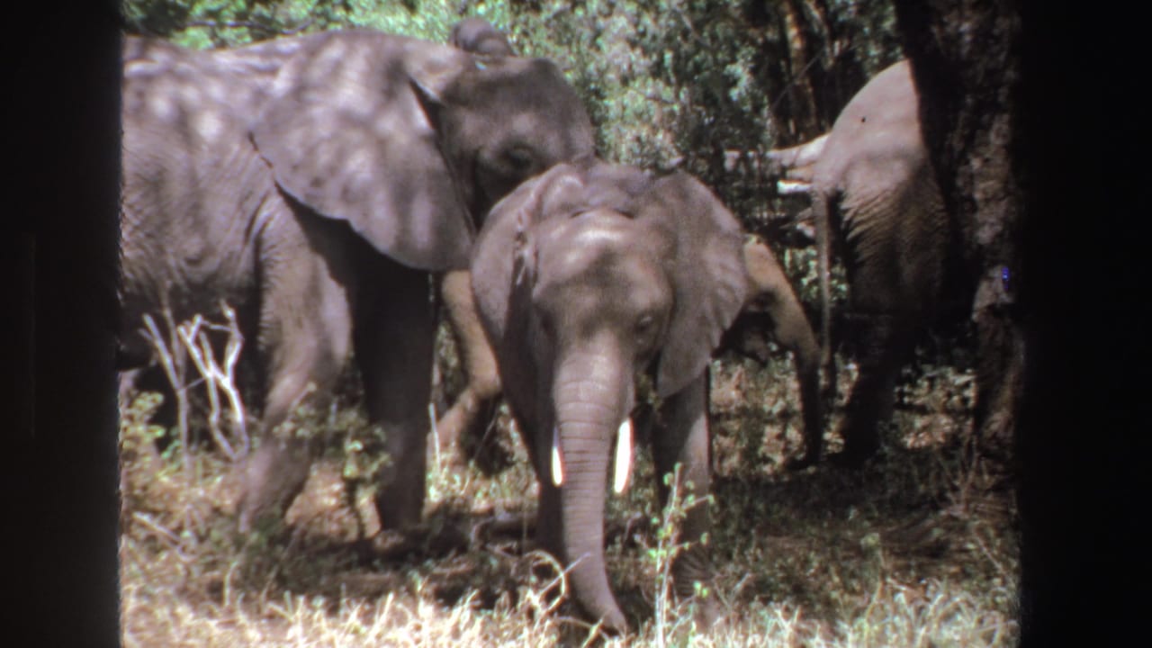 Adult elephants and a young elephant stand among trees and dry grass.