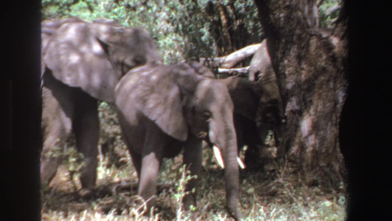1969 South Africa 8mm frame of a young elephant moving past adult elephants in a wooded, sun-dappled area.