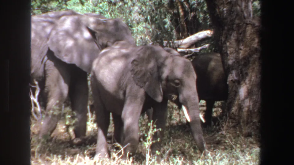 1969 South Africa 8mm frame showing a young elephant with small tusks walking through dry grass beside adults.