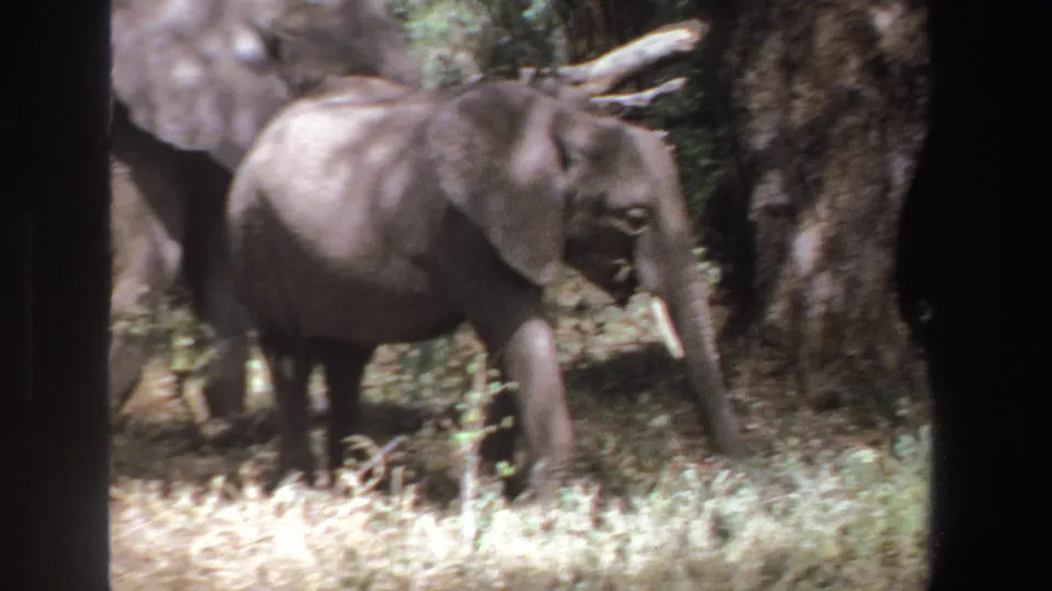 1969 South Africa 8mm frame of a young elephant walking past a tree, with adult elephants behind in shade.