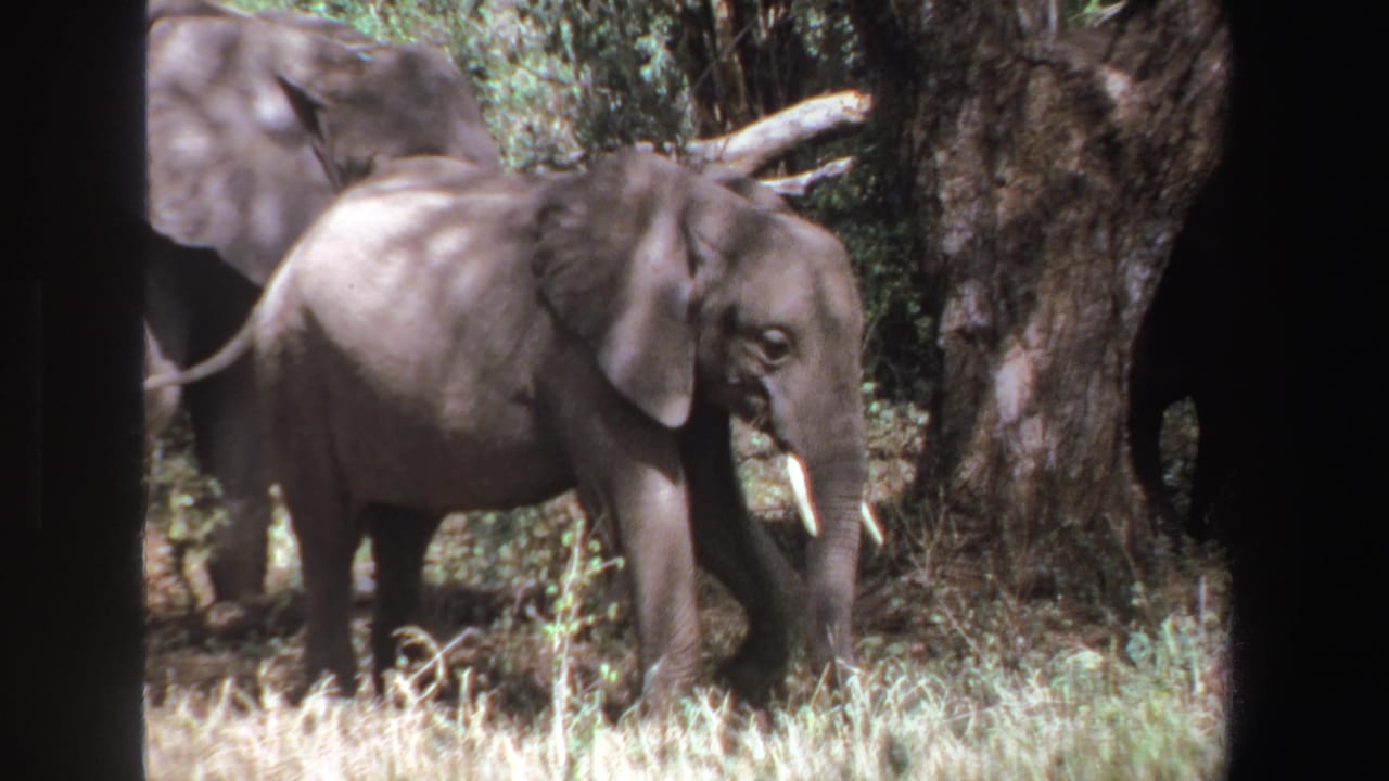 Young elephants stand in sunlit forest grass beside a large tree.