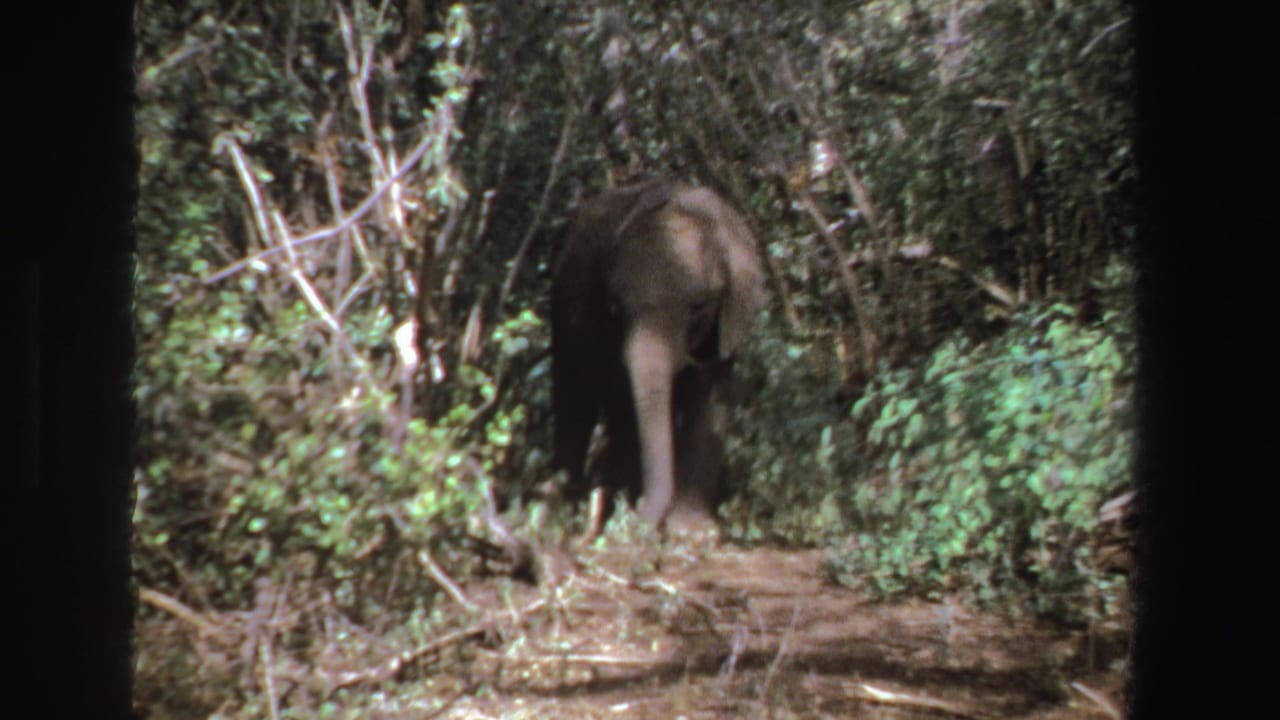 Elephant walks away along a narrow dirt path through dense greenery.