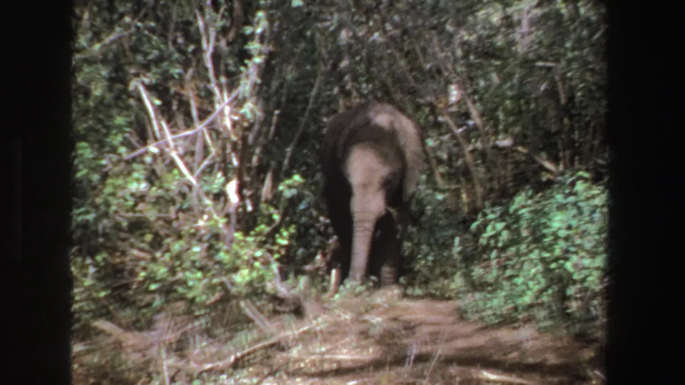 1969 South Africa 8mm frame showing an elephant facing toward the camera from a wooded path, framed by tangled branches and green undergrowth.