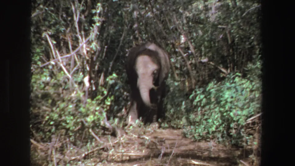 1969 South Africa 8mm frame of an elephant partly hidden by shadow on a narrow forest path, with dense foliage and dry branches around it.