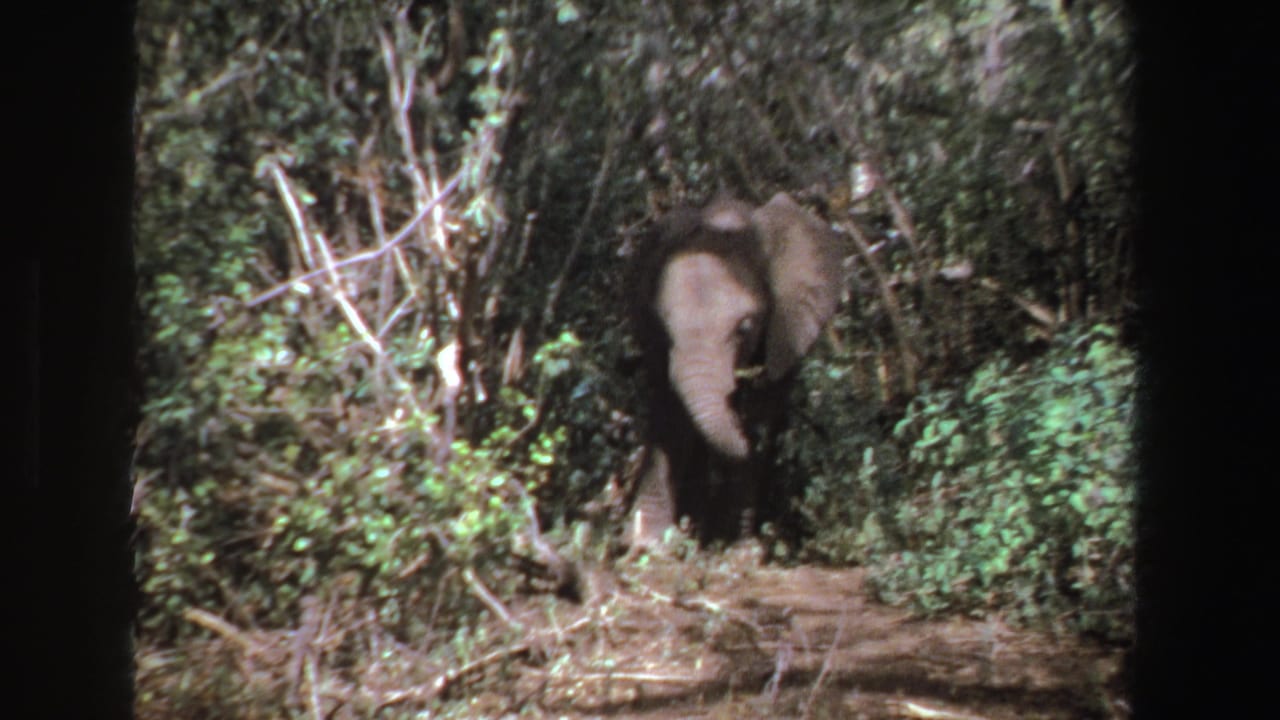 Young elephant partly hidden in shrubs with its trunk lowered near branches.