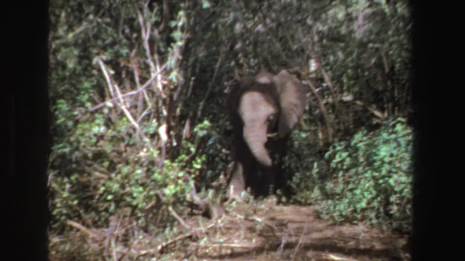 1969 South Africa 8mm frame showing a young elephant among dense shrubs and trees, its ears and lowered trunk visible.