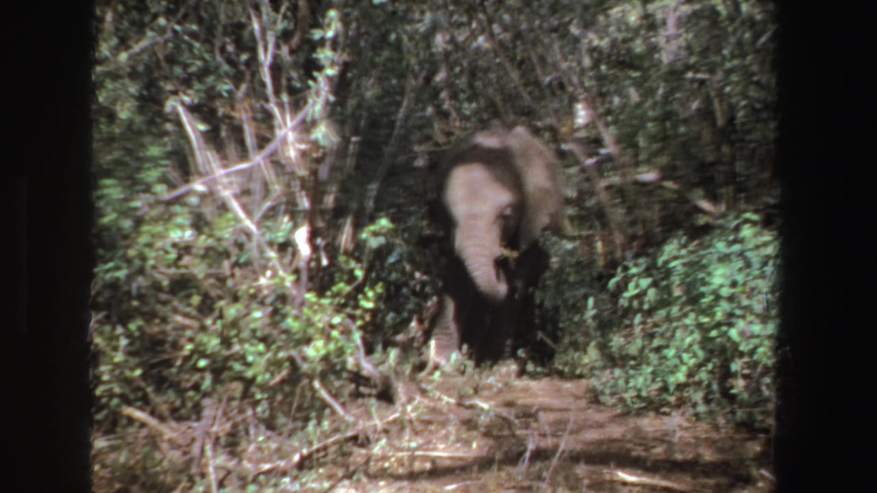 Elephant faces forward from dense brush with trunk hanging near the ground.