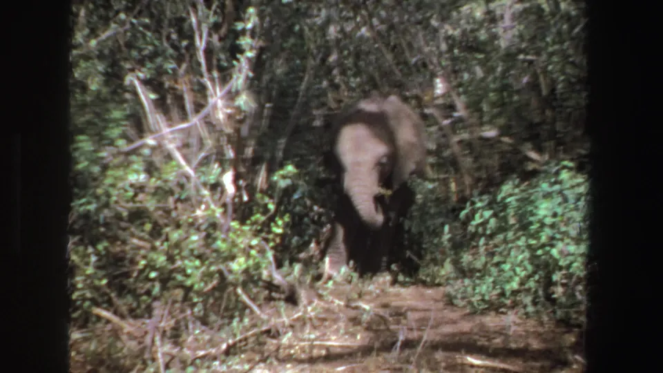 The young elephant faces the camera from a wooded South Africa setting, partly screened by foliage in a grainy 8mm frame.