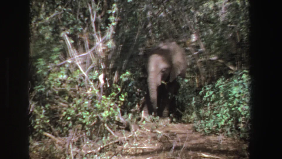 A 1969 8mm South Africa wildlife frame shows the elephant lowering its trunk in a small clearing edged by shrubs and branches.