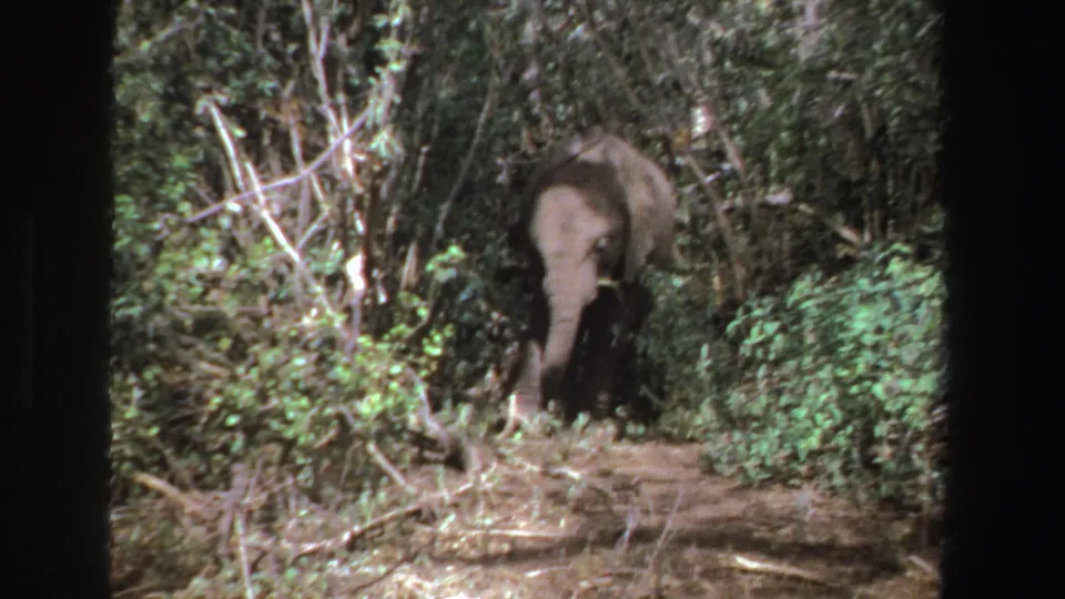 The elephant remains partly obscured by foliage, leaning forward in a South Africa woodland scene captured on 8mm film.