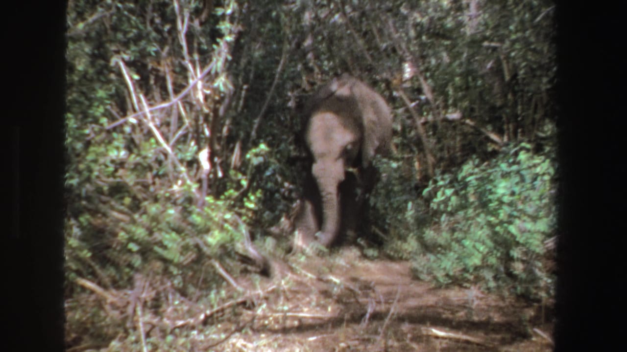 Lone elephant partly hidden among dense trees and brush.
