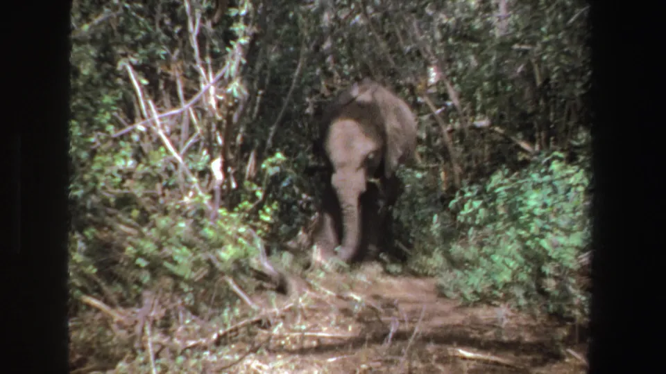 A lone elephant stands in dense South African foliage in 1969 8mm home-movie footage, partly obscured by branches and shadow.