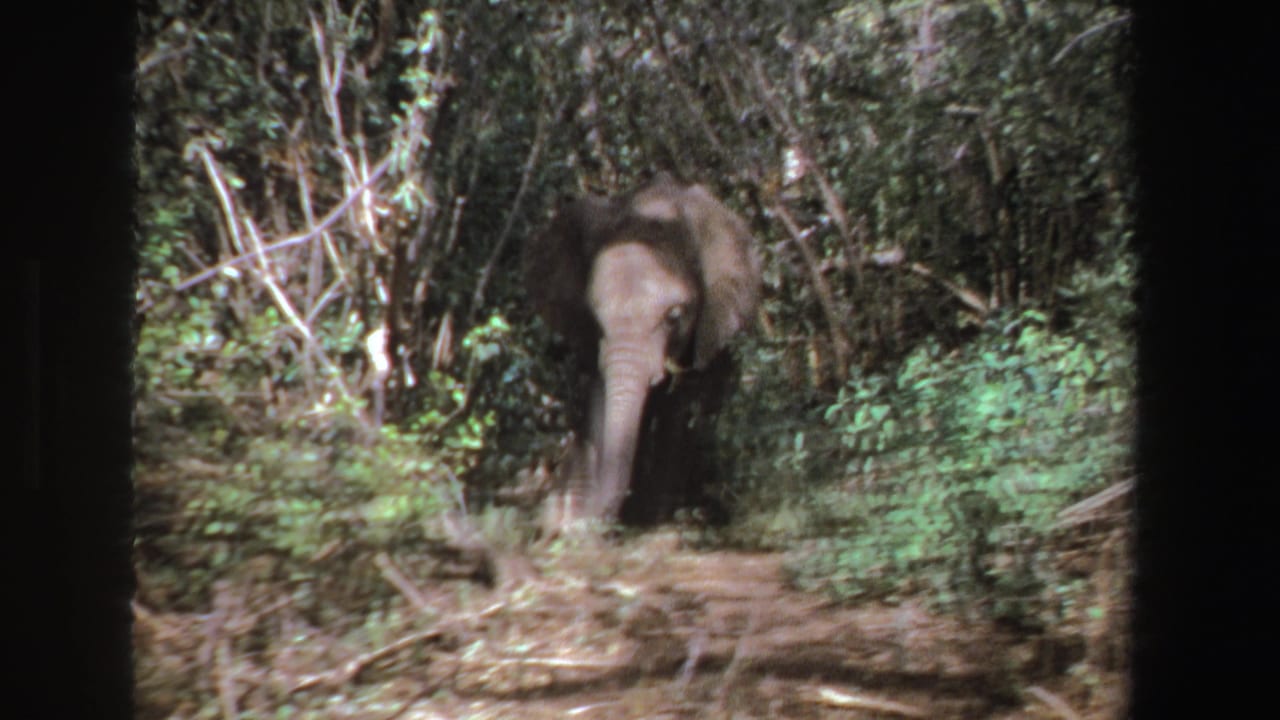 The elephant faces the camera from a wooded area in South Africa, framed by green brush and dappled light in 1969 8mm footage.