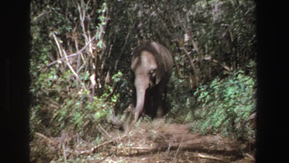 In the 1969 South Africa home movie, the elephant lowers its trunk near the ground while standing amid trees and undergrowth.