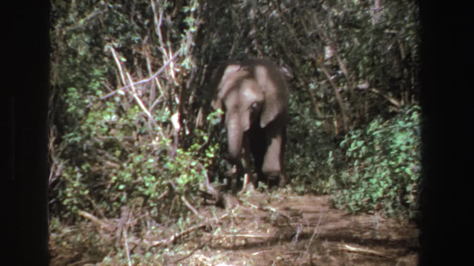 The lone elephant appears to move forward through leafy South African woodland, with its body partly framed by brush and film borders.