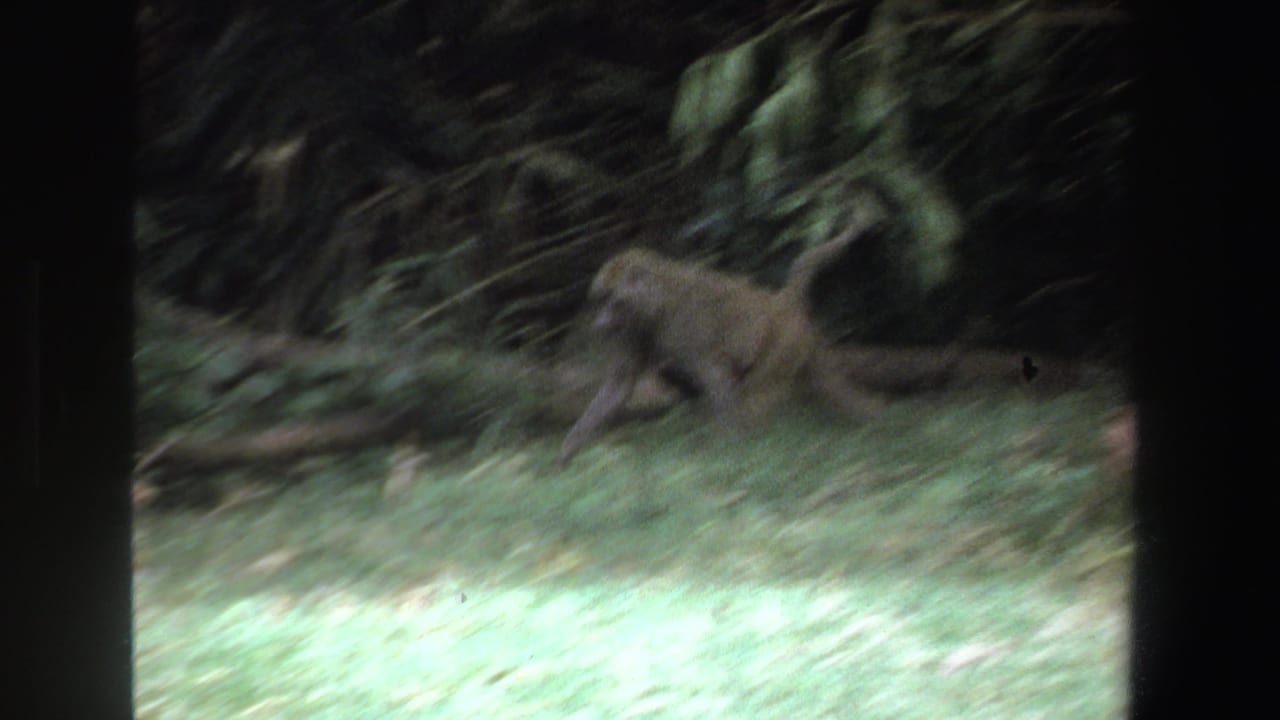 Baboon walking across grass in front of dense woodland foliage.