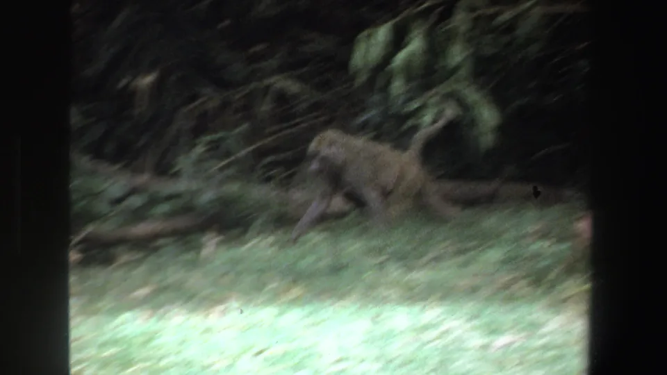 1969 South African 8mm frame showing a baboon moving through a grassy clearing beside dark green woodland.