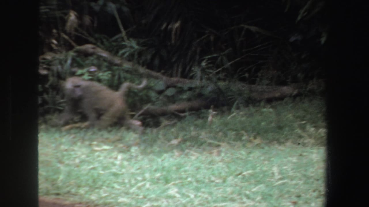 Baboon near fallen branches at the edge of grass and woodland.