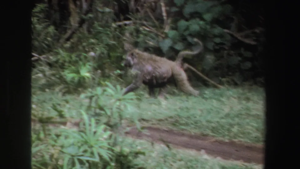 1969 South African 8mm frame showing the baboon in profile as it walks across grass beside dense foliage.