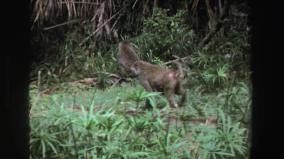 1969 South African 8mm frame showing the baboon from behind as it moves toward a darker, leafy woodland edge.