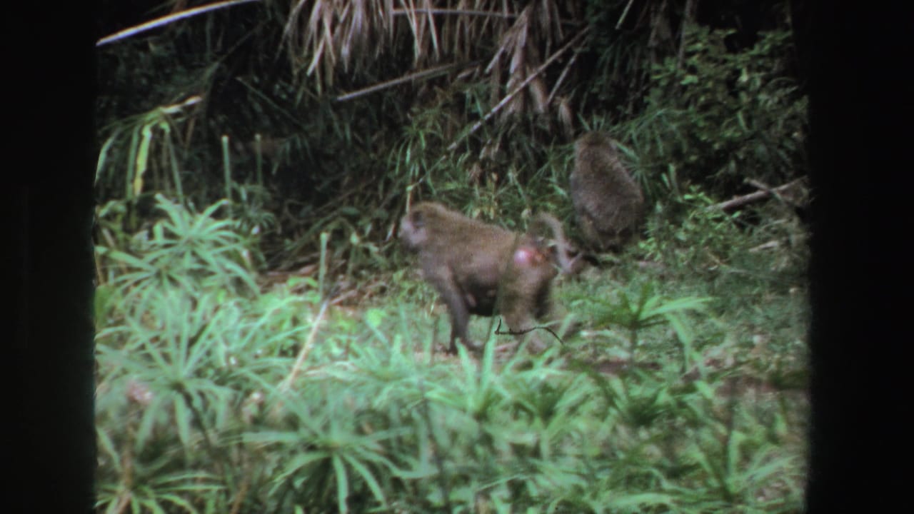 1969 South Africa 8mm frame showing two baboons among dense green grass, shrubs, and dark film borders.