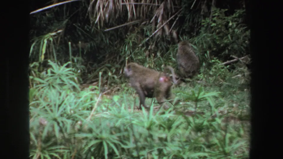 1969 South Africa 8mm frame showing two baboons among dense green grass, shrubs, and dark film borders.