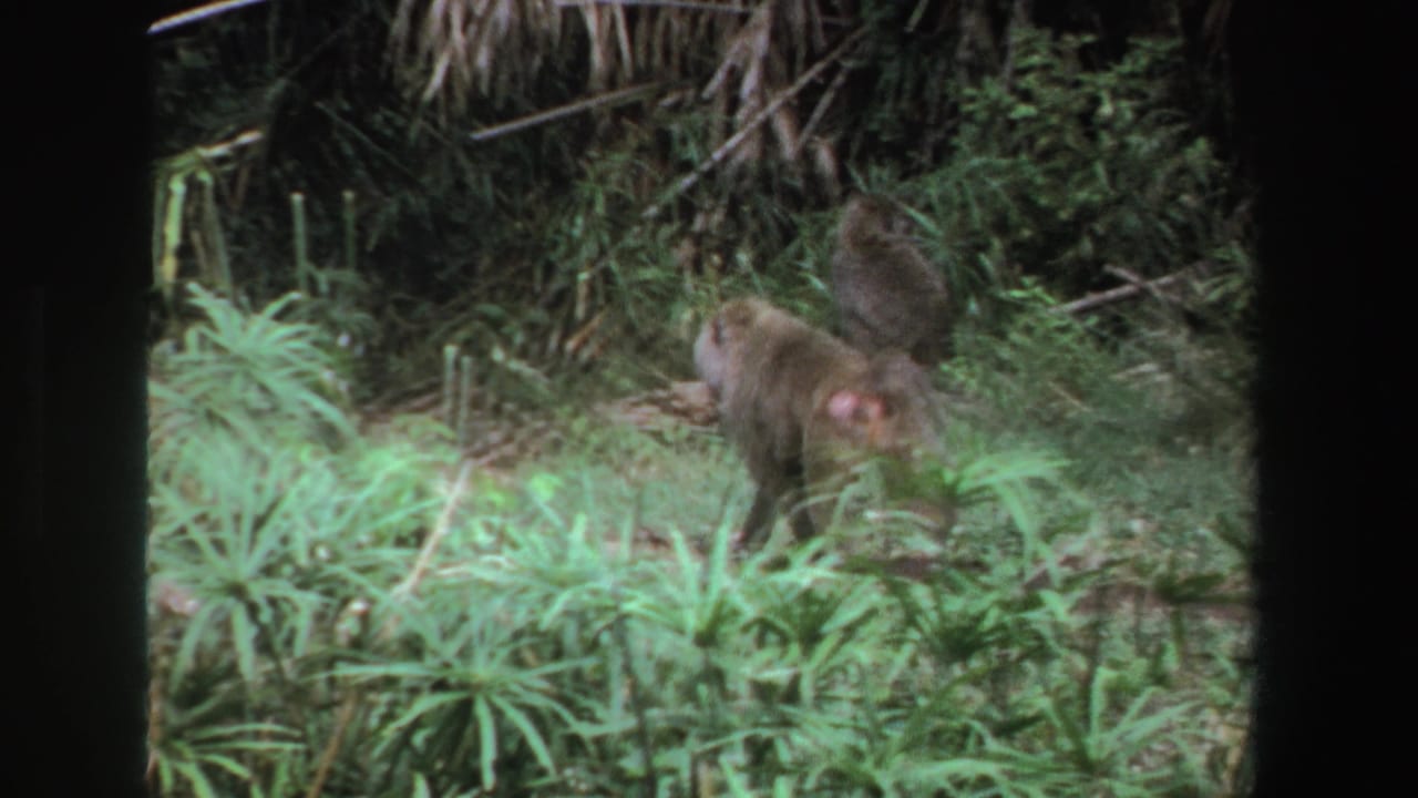 Baboons walk through brush with bright grass in the foreground.