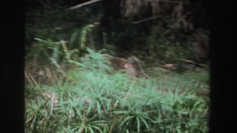 Soft 8mm frame from South Africa showing baboons moving behind grass and dense vegetation.