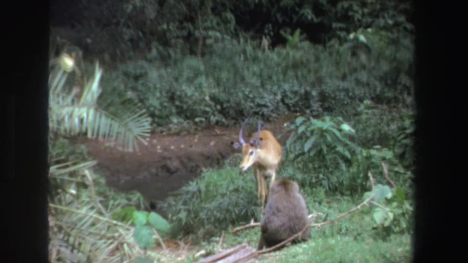 1969 South Africa 8mm frame showing a small horned antelope near a muddy patch with a baboon in the foreground.