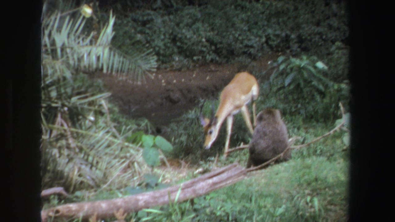 Small antelope-like animal grazes near a seated baboon in dense green bush.