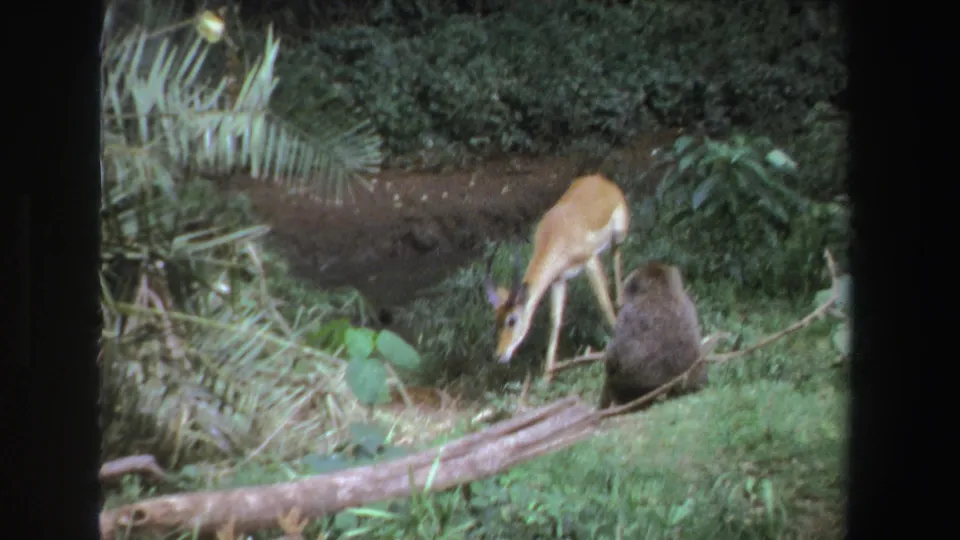 1969 South African 8mm frame showing an antelope-like animal grazing near a seated dark-furred baboon among palm fronds and ground cover.