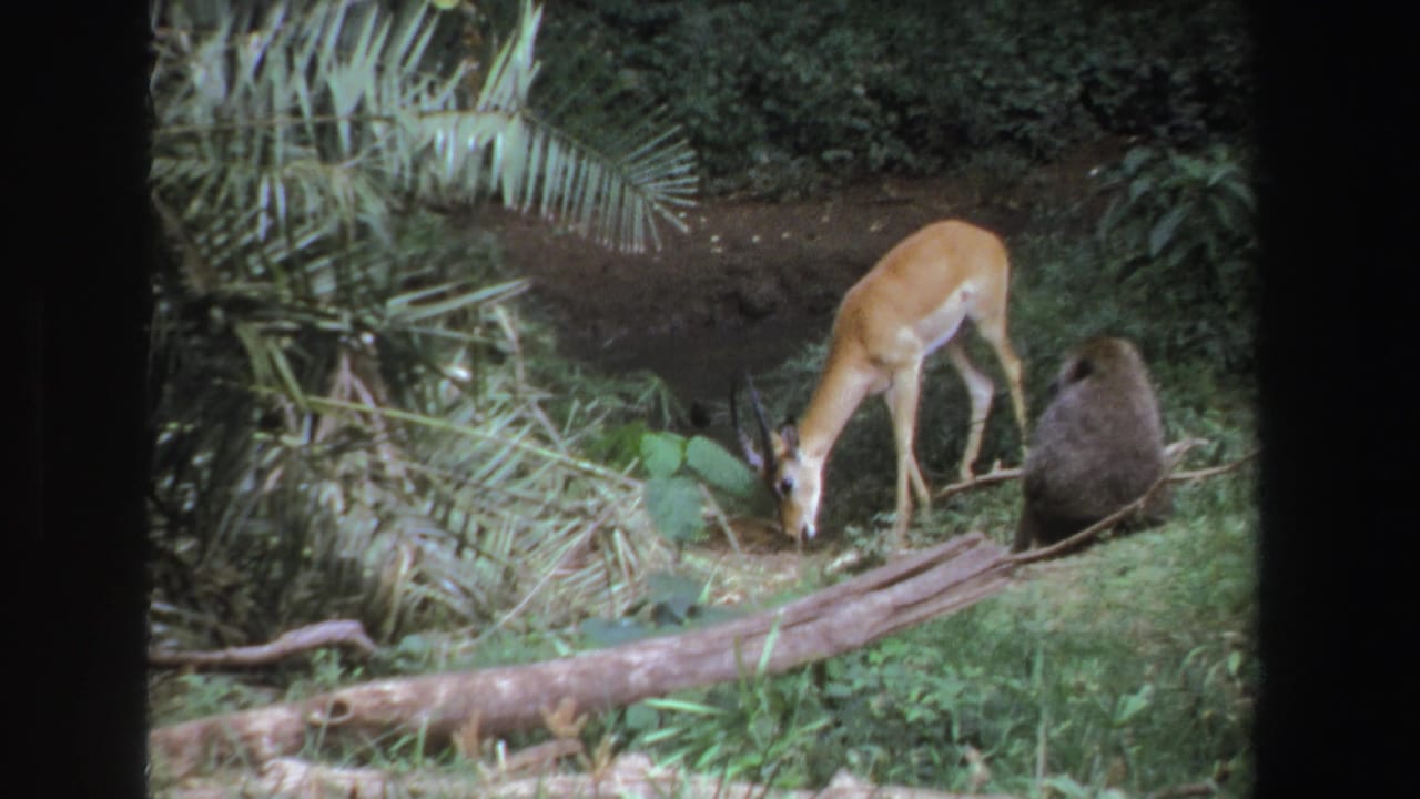 Antelope-like animal lowers its head to graze while a baboon sits nearby.