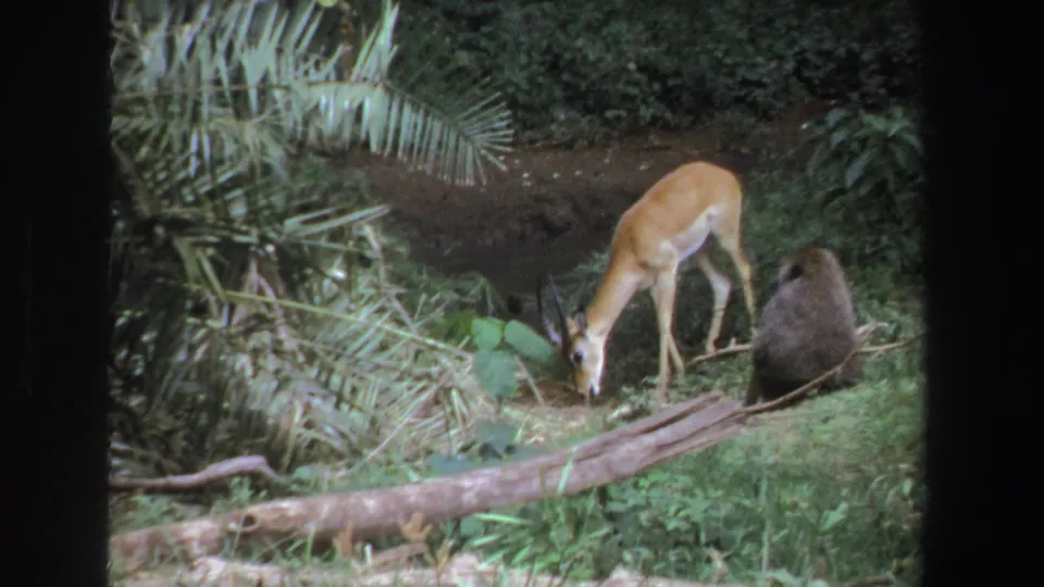 The animal continues grazing in the South African bush as the baboon remains seated close by, with dense foliage and a fallen log in view.
