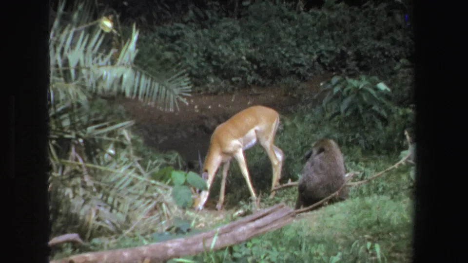 A 1969 home-movie frame shows the antelope-like animal feeding low to the ground while the baboon sits to the right in thick bush.