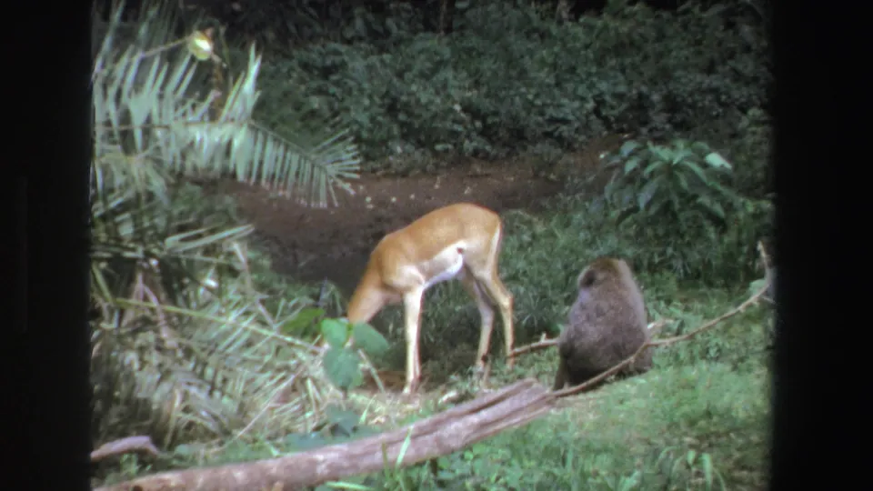 The final frame holds on the antelope-like animal grazing near the seated baboon, framed by green vegetation and a low fallen log.