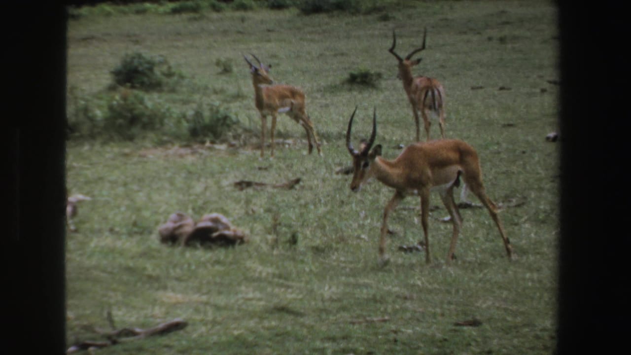 1969 South Africa 8mm frame showing antelopes, including a horned male, grazing across open grassland.