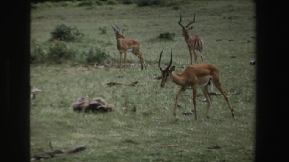 1969 South Africa 8mm frame showing antelopes, including a horned male, grazing across open grassland.