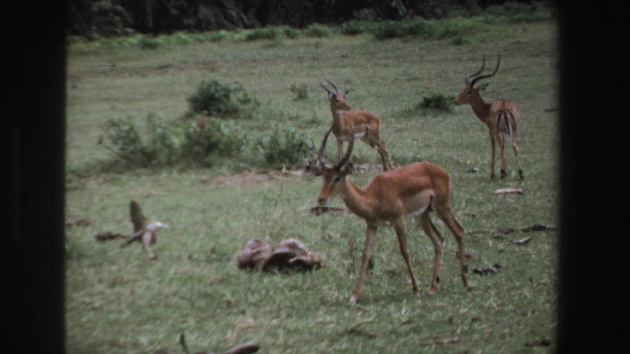 A horned antelope moves through grass while two others stand behind it.