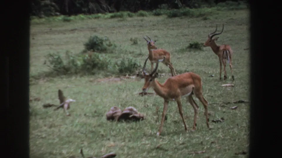 1969 South Africa wildlife frame with a horned antelope in front and two antelopes standing in the background.