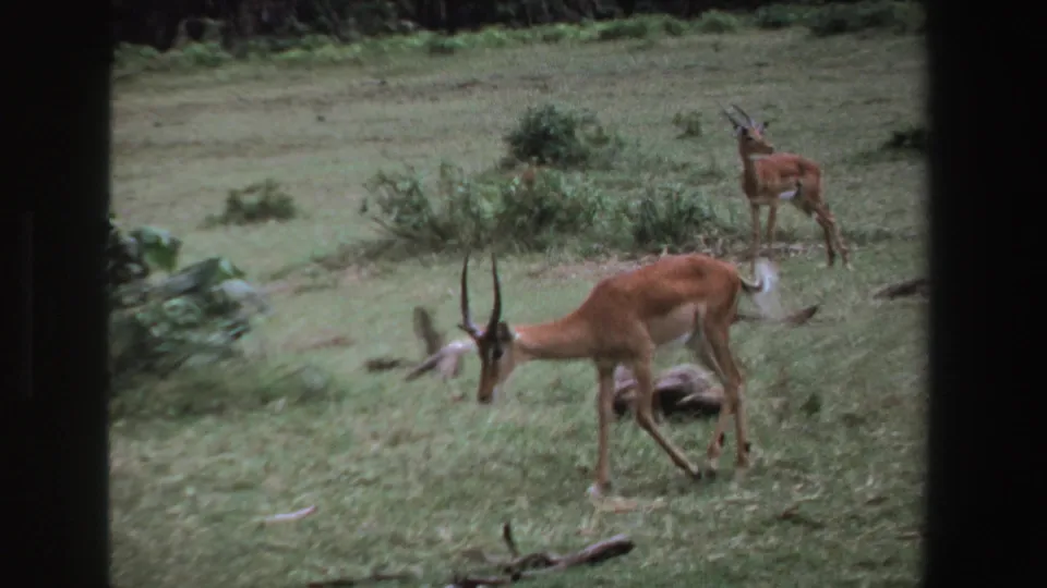 1969 South Africa 8mm still showing a horned antelope feeding near bushes, with another antelope in the distance.