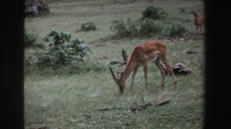 1969 South Africa frame of a horned antelope grazing in open grass with shrubs, stones, and film borders visible.