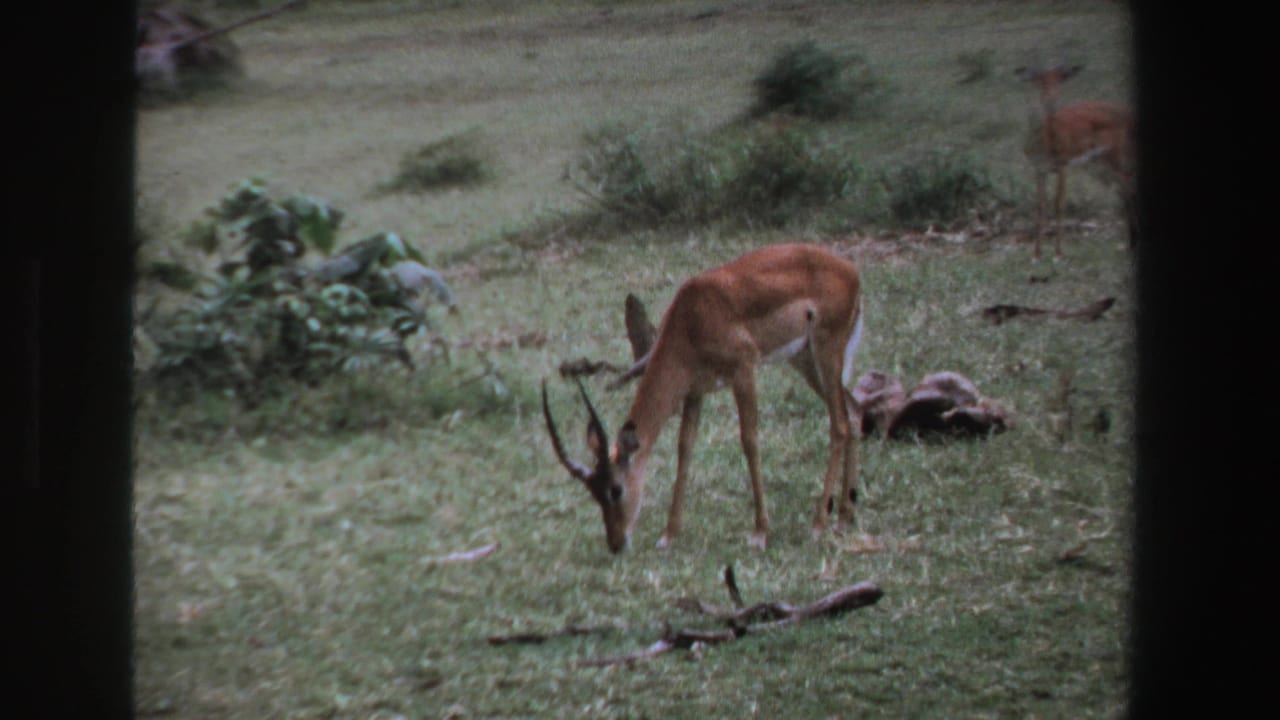 Antelope with curved horns grazing in a grassy area with shrubs and dark frame edges.