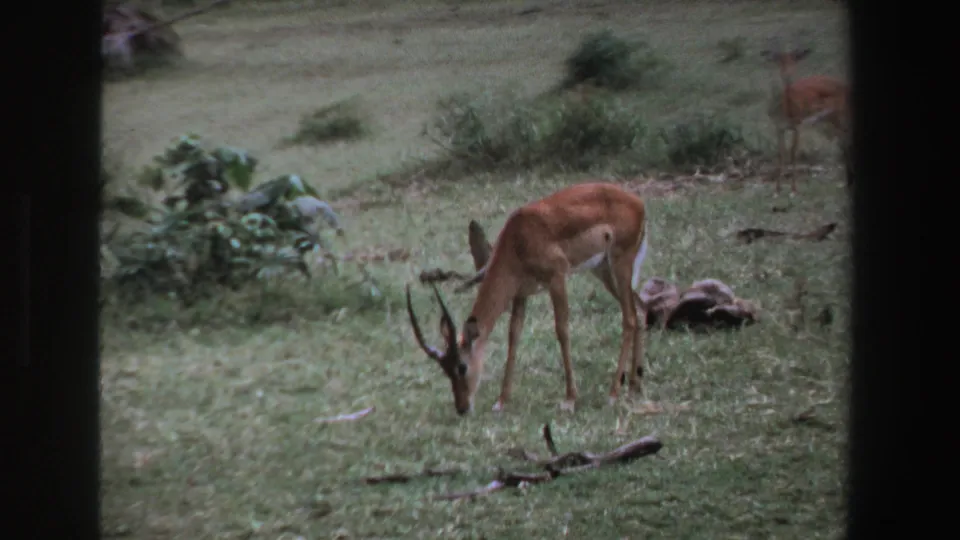 1969 South Africa 8mm frame showing a horned antelope grazing in short grass, with shrubs, branches, and dark vertical framing visible.