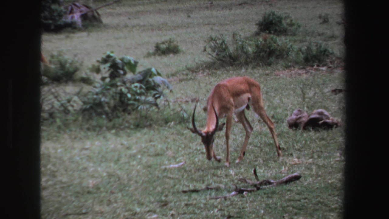 Horned antelope grazing near shrubs while another antelope stands farther back in the field.