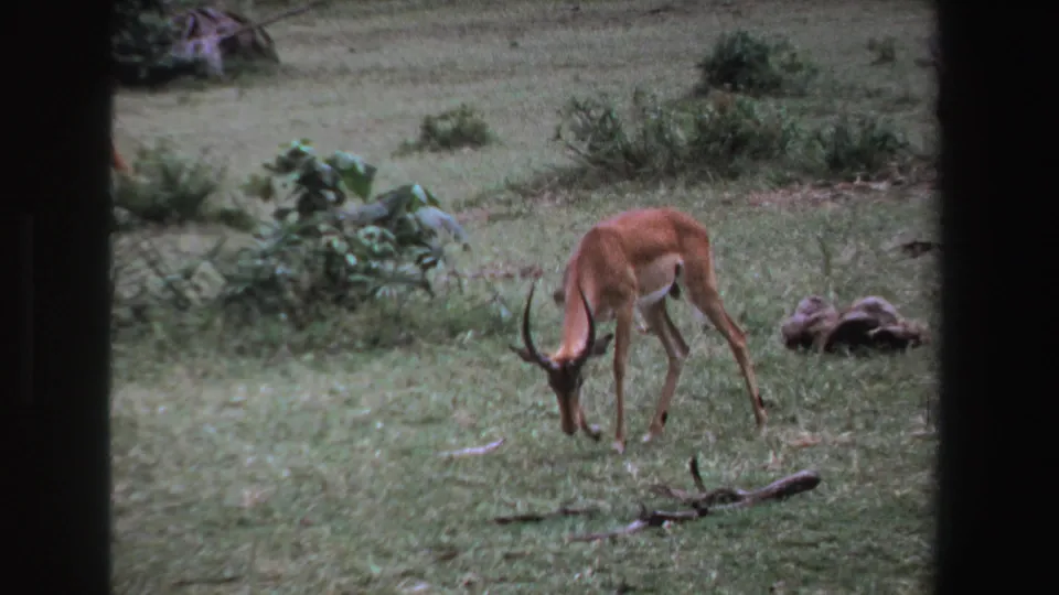 1969 South Africa wildlife frame with a horned antelope feeding in grass and a second antelope faintly visible in the background.