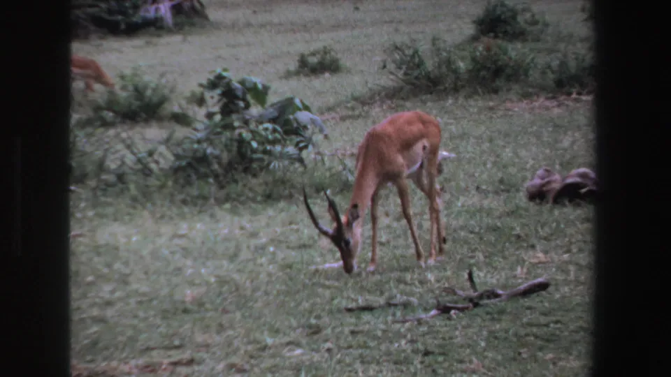 1969 South Africa 8mm still of a horned antelope feeding in open grass, with scattered branches and shrubs around it.