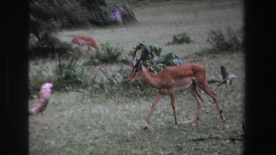 1969 South Africa frame showing a horned antelope walking across grass, with a second antelope grazing near shrubs behind it.