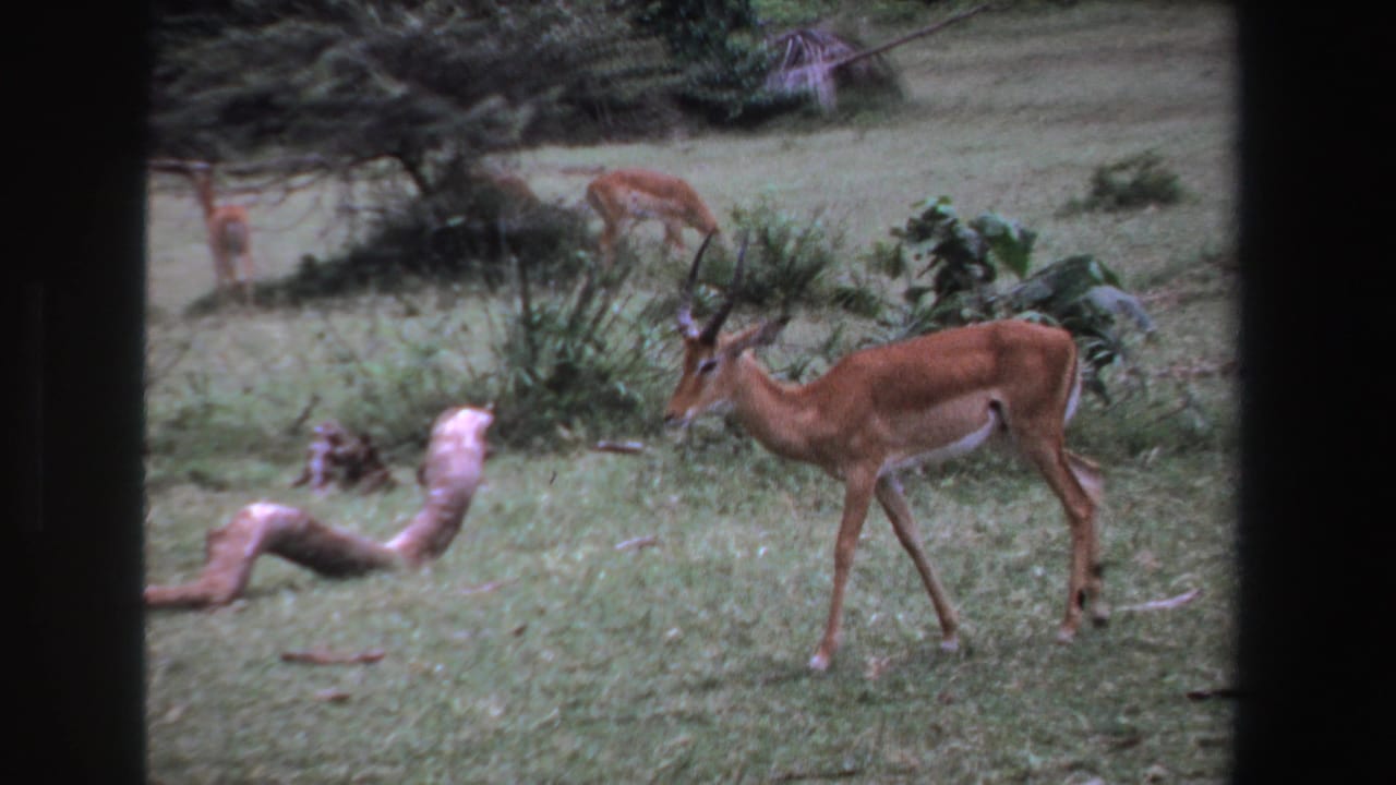 1969 South Africa 8mm frame showing a horned antelope crossing grassy ground with distant antelopes and shrubs in the background.