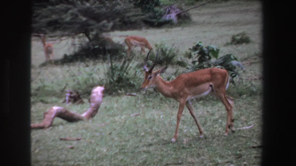 1969 South Africa 8mm frame showing a horned antelope crossing grassy ground with distant antelopes and shrubs in the background.